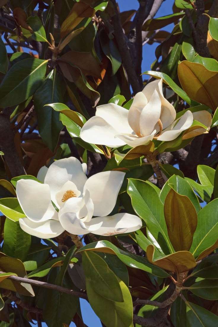 magnolia