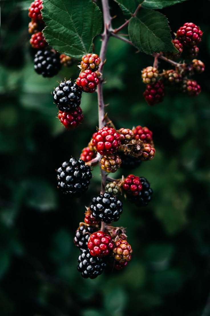 wild berries
