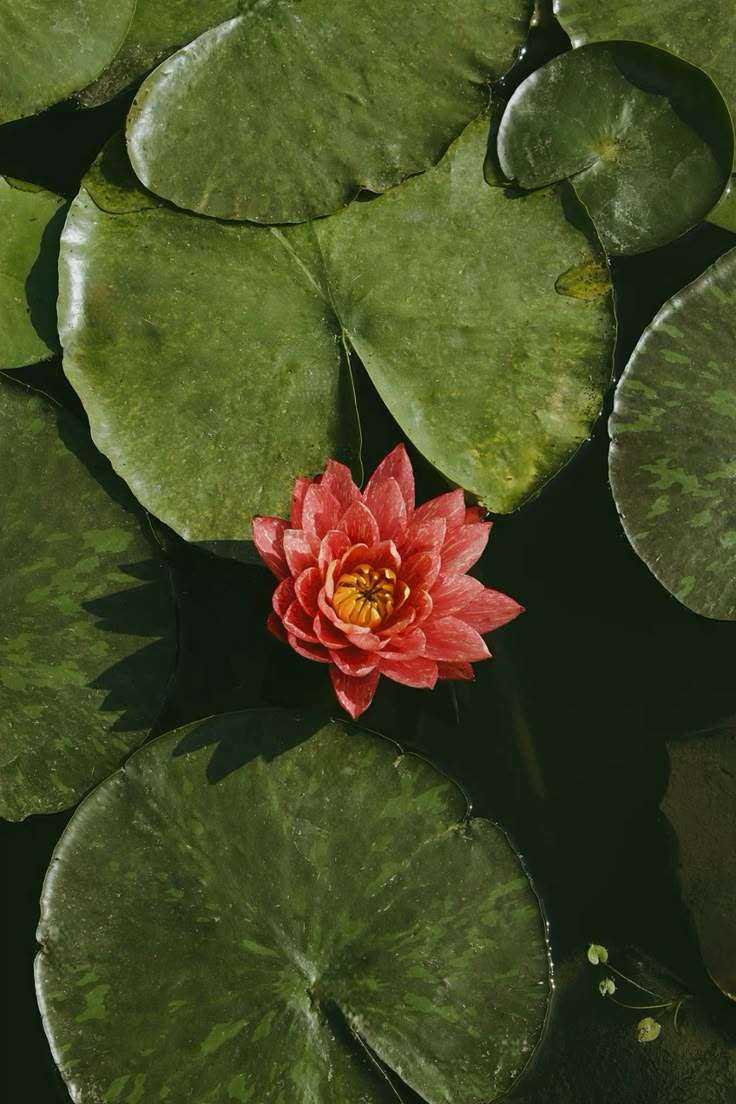 lotus