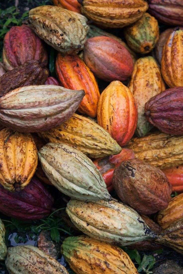 cacao